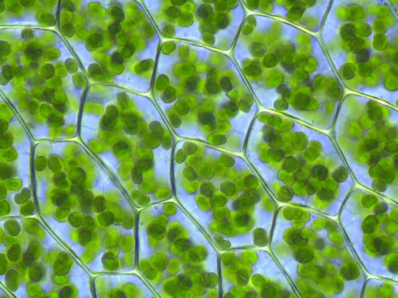 Photo-Photosynthese