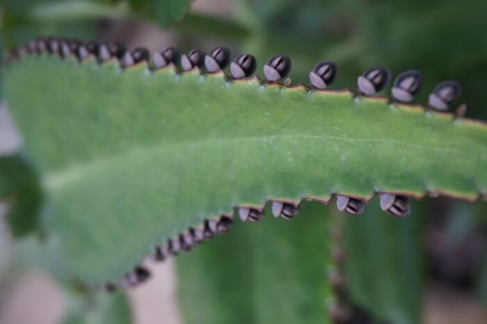 vg_plantes_voyageuses